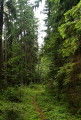 Fototapeta na wymiar Pfad durch den Wald