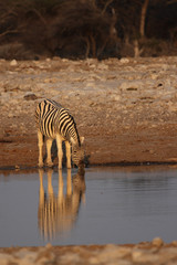 Fototapeta na wymiar Steppenzebra trinkt am Wasserloch im Etosha-Nationalpark