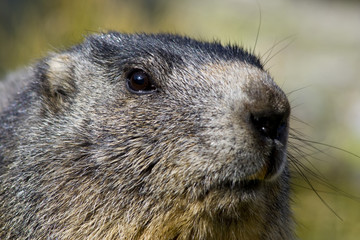 Marmotte