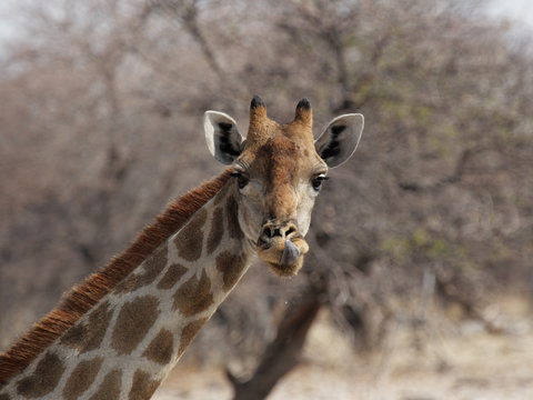 Fototapeta Neugierige Giraffe