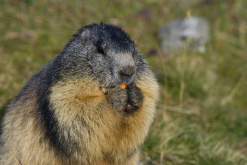 Marmotte en train de manger