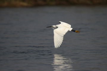 Seidenreiher (Egretta garzetta) im Okavango Delta, Botswana