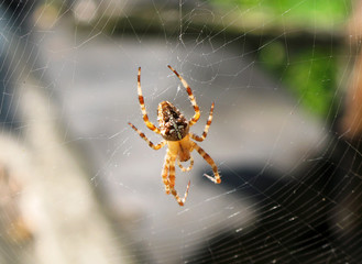 spider
