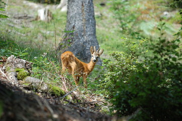 capriolo