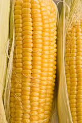 vegetable series: macro picture of golden corn