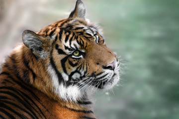 photo of tiger looking up with green background