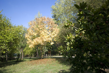 Fototapeta na wymiar Green field and Autumn trees Landscape..