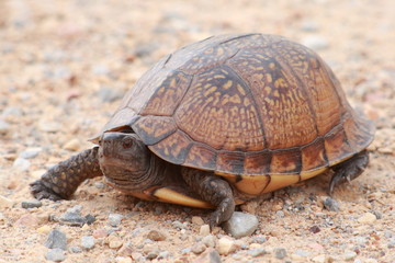 Turtle crossing road