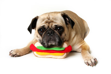 Obraz premium Pug With A Toy