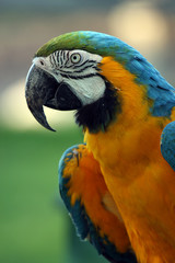 Colorful Parrot