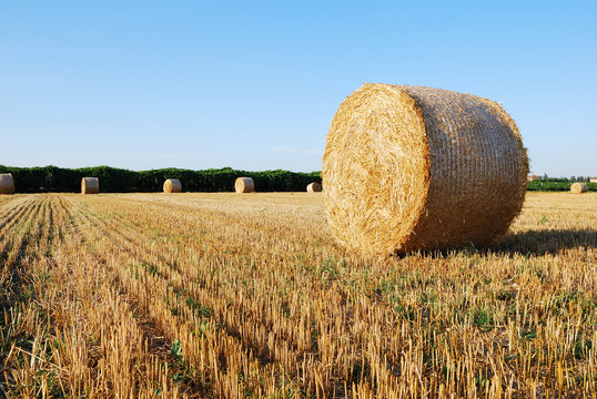Straw bales on italian farmland with blue sky