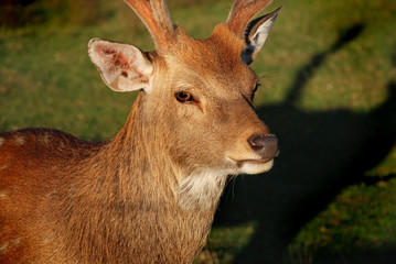 Deer head in wildlife green meadow