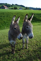 Swiss donkeys
