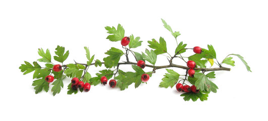 Hawthorn branch with berries