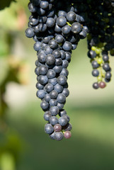 Autumn, grapes and leaves