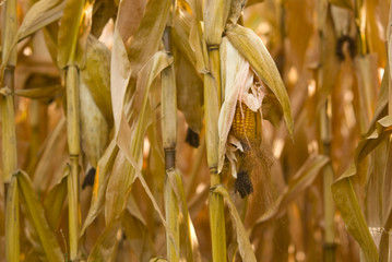 Corn field in late summer before harvest..
