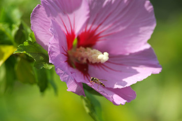 hibiskus mit wespe © ralf werner froelich