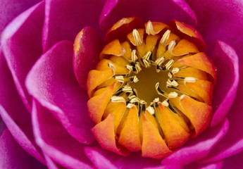 Seerose
