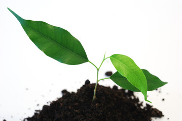 new life - Three young green leaf on white background