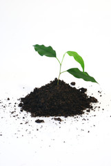 new life - Three young green leaf on white background