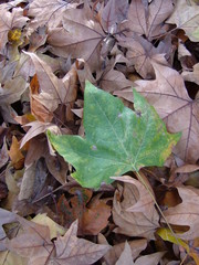 Autumn leaf red, yellow, and green