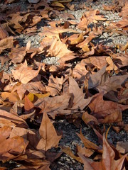 Autumn leaf red, yellow, and green