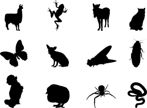 Set Animals. Vector. Similar works are in my galleries