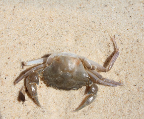 Crab
