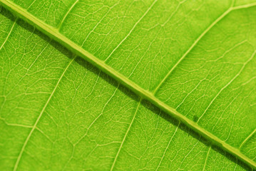 green  leaf macro, botanical background