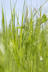 Large field. Focus on grass on foreground. Orientation portrait
