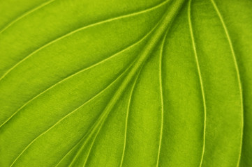 green leaf texture close up