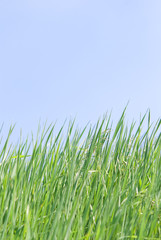 green field, grass and blu sky