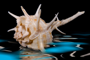 seashell, seashell, shell, mollusk, scallop