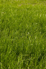 Large field. Focus on grass