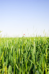 Large field. Focus on grass