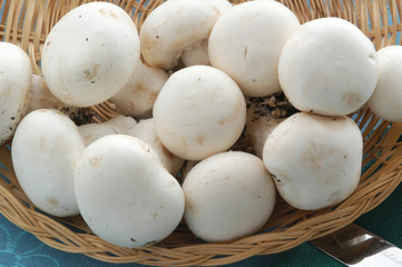 Funghi champignon
