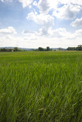 green field, grass and blu sky