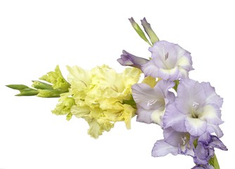yellow and violet gladiolus flowers