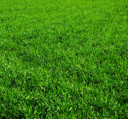 grass texture