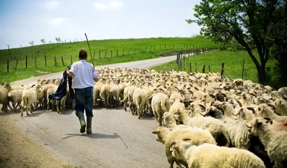 Crédence de cuisine en verre imprimé Moutons Agriculture traditionnelle - berger avec son troupeau de moutons