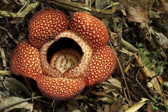 Fototapeta Rafflesia
