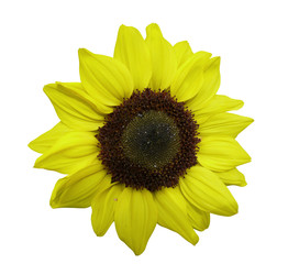 Obraz premium tournesol