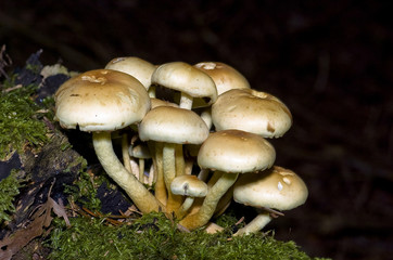 champignons