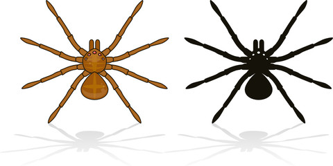 Spider isolated on white with his silhouette