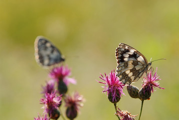 marbled white butterfly on flower (Melanargia galathea)