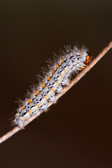 Shaggy Caterpillar.