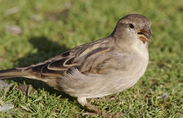 House Sparrow.
