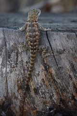 Obraz premium Eidechse auf Baumstamm