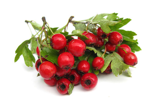 Hawthorn berries with leaves