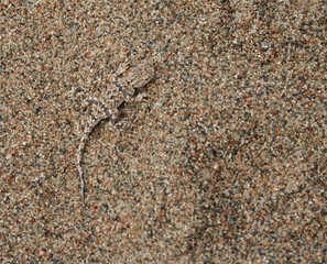 Echse im Sand